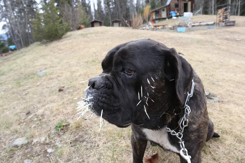 Large mastiff dog with porcupine quills