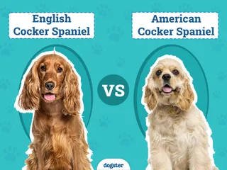 English vs American Cocker Spaniel: Key Differences (With Pictures)