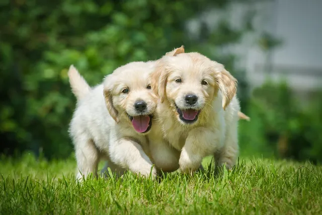 Adopting Littermates: Vet-Verified Pros & Cons Explained