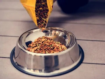 Is Sportmix Dog Food Made in the USA? What You Need to Know
