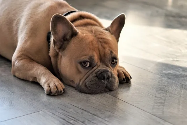 My Dog Is Urinating While Lying Down: 6 Causes & Vet Approved Solutions