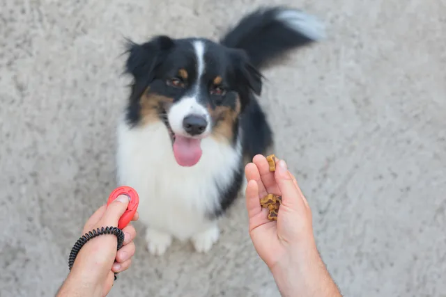 How to Clicker Train Your Dog: Basics & Vet-Verified Guide