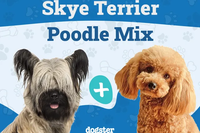 Skypoo (Skye Terrier & Poodle Mix) Dog Breed: Info, Pictures, Care & Traits
