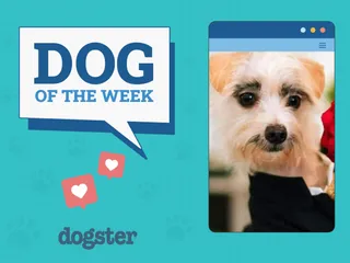 Dogster Photo Contest: Dogs of the Week Winners (November 8, 2024)