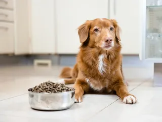 Can Dog Food Make Your Dog Smell? Vet-Verified Nutrition Facts