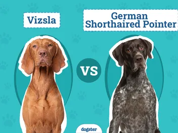 Vizsla vs. German Shorthaired Pointer: Vet-Verified Differences (With Pictures)
