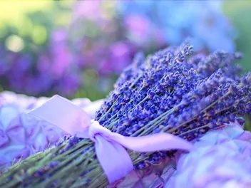 Will Lavender Calm My Dog? Vet-Reviewed Risks & FAQ
