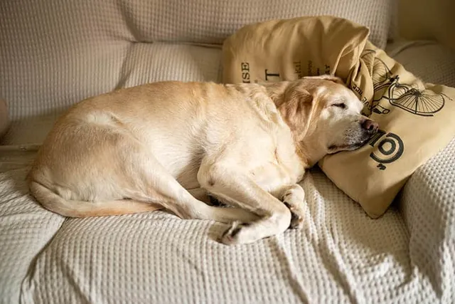 My Old Dog Can’t Jump On & Off the Bed: 6 Vet-Approved Ways to Help
