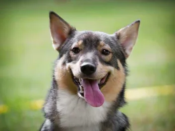 Swedish Vallhund Dog Breed: Info, Pictures, Care & Traits