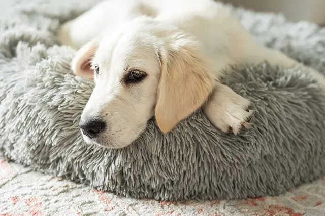 Why Do Dogs Scratch Their Beds Before Lying Down? Vet-Approved Reasons