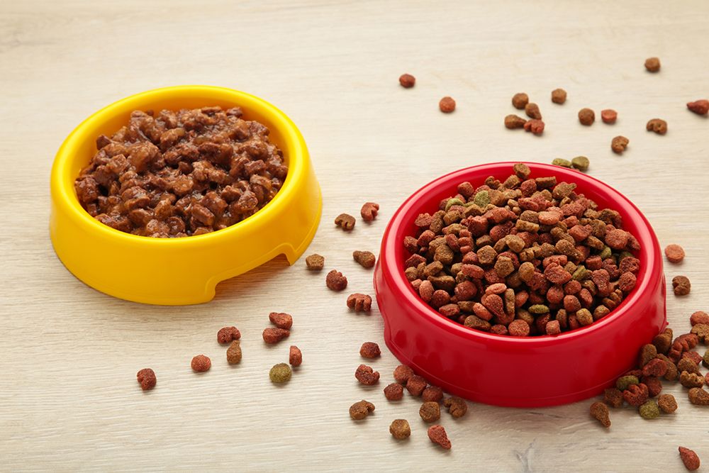 dry and wet food in feeding bowls