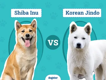 Shiba Inu vs Korean Jindo: Differences Explained (With Pictures)