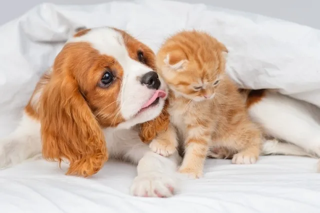 Will a Cavalier King Charles Spaniel Be Good With My Cat? Facts & FAQ