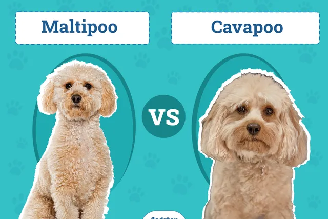 Maltipoo vs. Cavapoo: What’s the Difference? (With Pictures)
