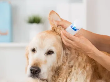 How Prone Are Golden Retrievers to Ear Infections? Vet-Verified Facts & Tips
