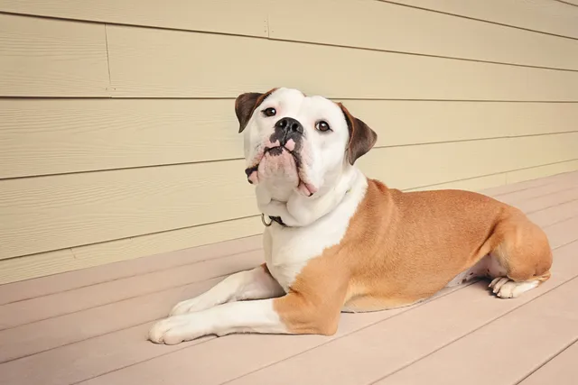 Dorset Olde Tyme Bulldogge Dog Breed: Info, Pictures, Care & More