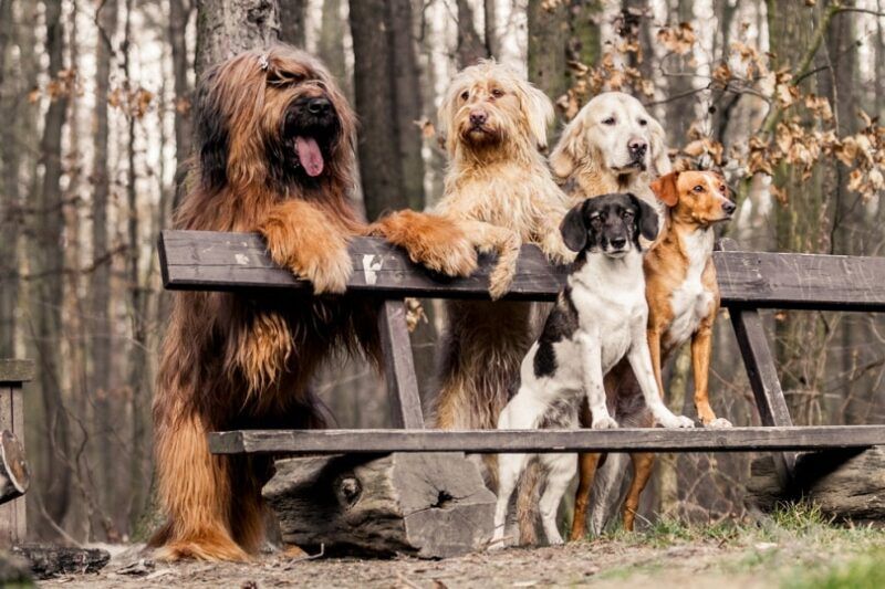 group of dogs in the park