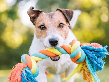 Why Do Dogs Bring You Things When You Come Home? Vet-Approved Facts
