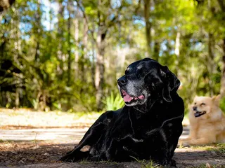 Bloodhound Lab Mix: Info, Pictures, Care & More
