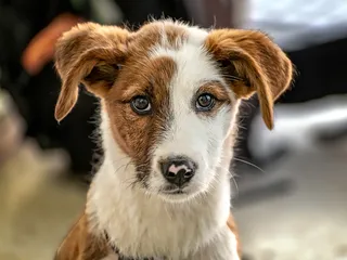 My Puppy Is Wobbly & Off Balance, Should I Be Worried? Our Vet Explains