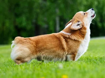 Dog Debarking Surgery: Is It Legal & Vet-Approved Correction Tips