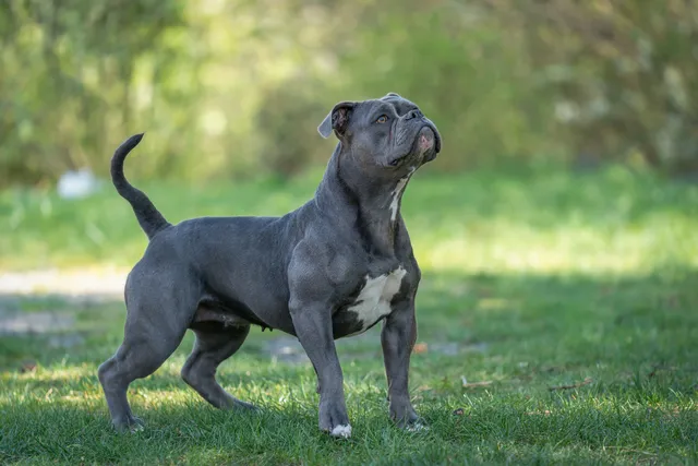Olde English Bulldogge Breed: Info, Pictures, Care & More