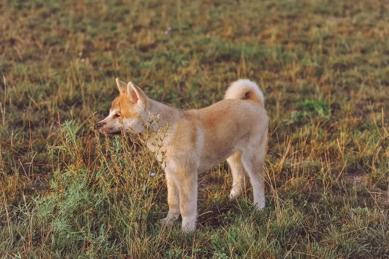 Akita Jack Russell