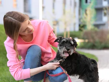 How to Train a Miniature Schnauzer: 13 Vet-Verified Tips & Tricks
