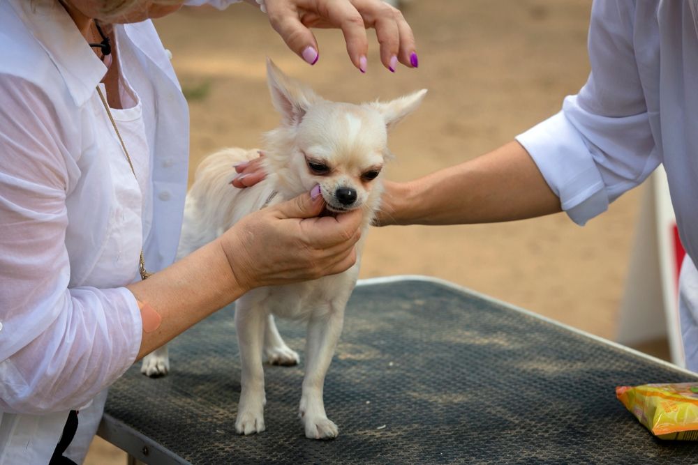 Funny little Chihuahua on a grooming table