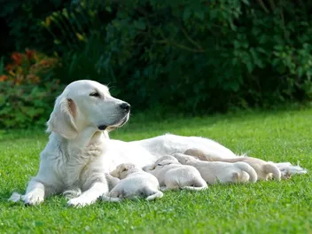 2026 World Record for Highest Number of Puppies Born in a Litter