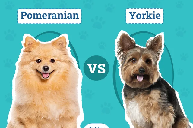 Pomeranian vs Yorkie: The Differences (With Pictures)