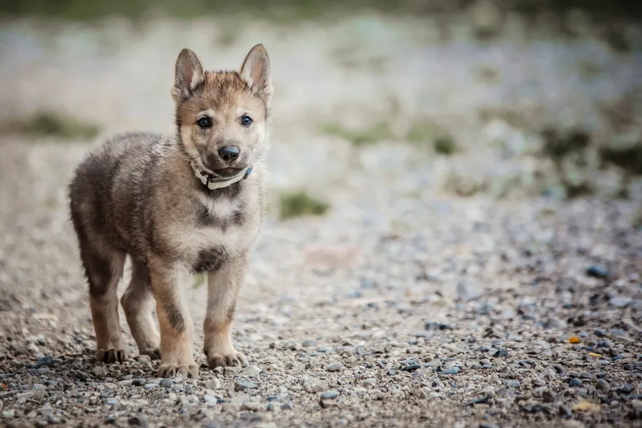 Czechoslovakian Wolfdog puppy in the gravel path