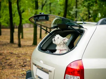 How to Stop a Dog From Barking in the Car: 7 Vet-Approved Tips & Tricks