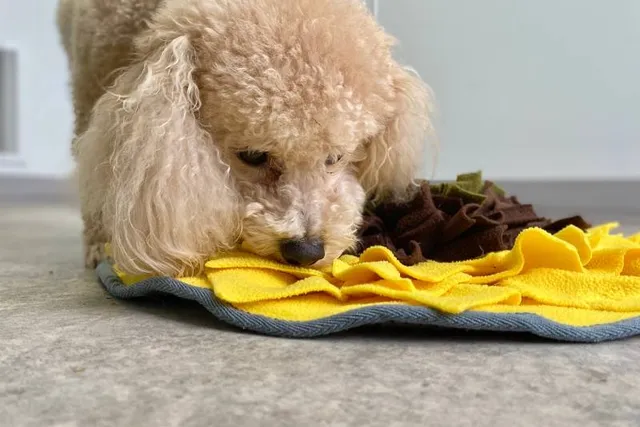 The One Important Thing Most Dogs Are Missing Out On