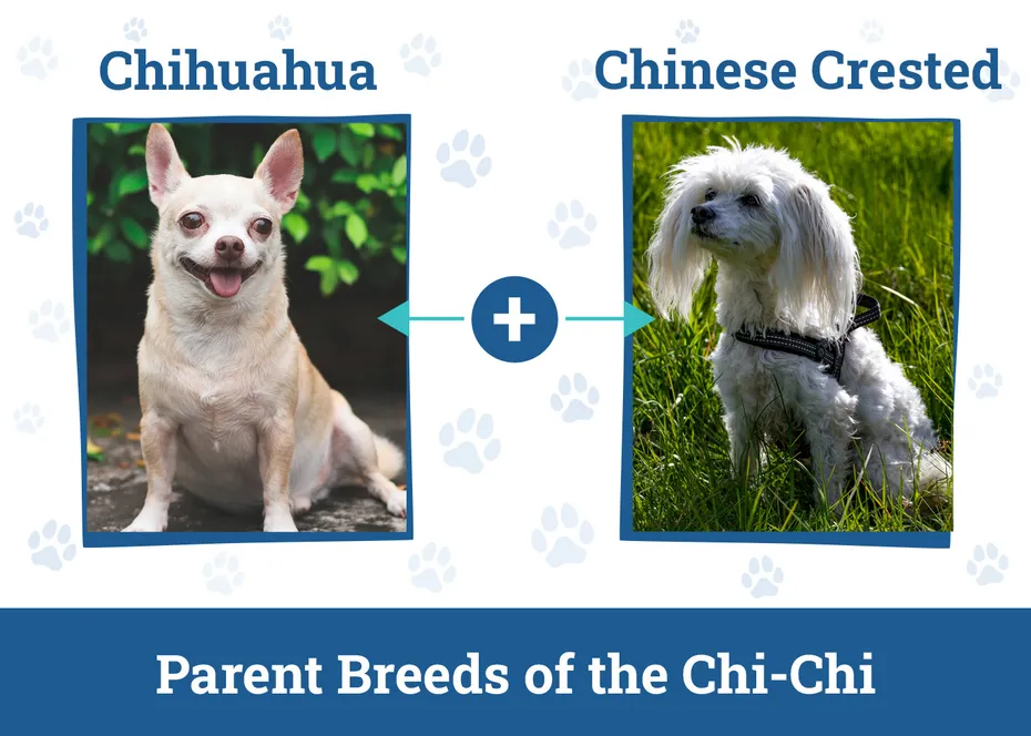 Parent Breeds of the Chi-Chi