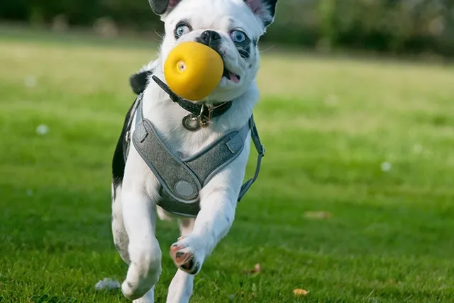 White Pug: Info, Pictures, Origin & History