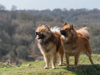 Do Dogs Fall In Love? Vet-Approved Facts & FAQ