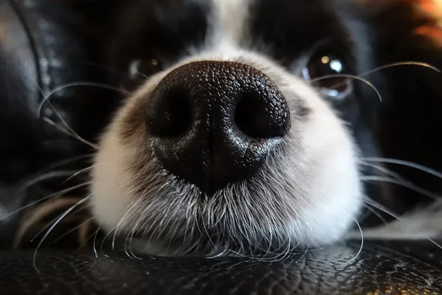 Why Are Dogs’ Noses Wet? 4 Vet-Explained Reasons