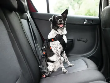 10 Best Dog Seat Belts in 2026 - Reviews & Top Picks