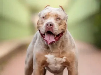American Bully XL Dog Breed: Vet-Verified Info, Pictures, Care & History