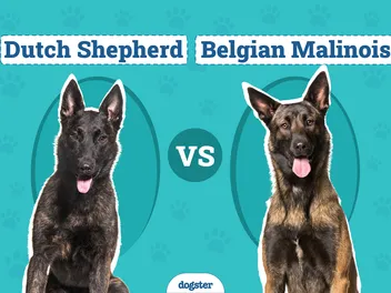 Dutch Shepherd vs. Belgian Malinois: Differences Explained (With Pictures)