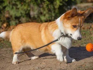 Can Corgis Hike & Is It Bad for Them? (Complete Guide)
