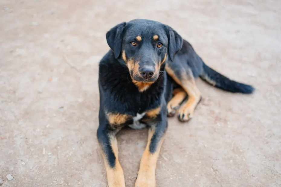 stray dog lying on the ground