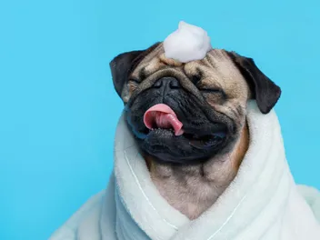 How Often Should You Bathe Your Pug? Vet-Approved Grooming Tips & Care Advice