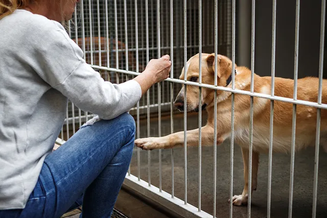 How to Help Dogs in Shelters & Rescues: 13 Vet-Approved Volunteering Ideas