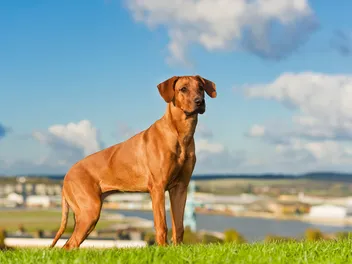 Are Rhodesian Ridgebacks Hypoallergenic? Vet-Verified Shedding Facts & Tips