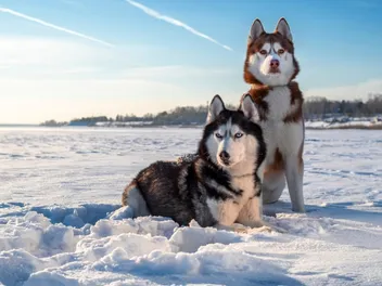 How Do Huskies Survive in The Cold? 6 Vet Reviewed Reasons