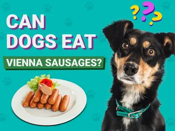 Can Dogs Eat Vienna Sausages? Nutrition Facts & FAQ (Vet Answer)