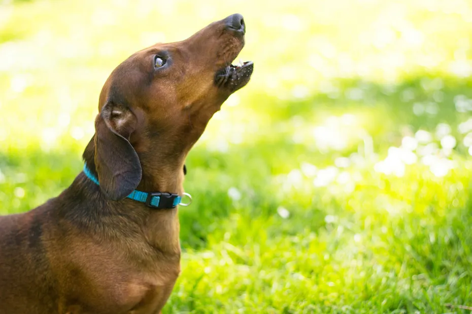 Dachshund howling