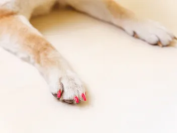Dog Nail Polish: Can You Paint Their Nails Safely? Vet-Reviewed Facts & FAQ